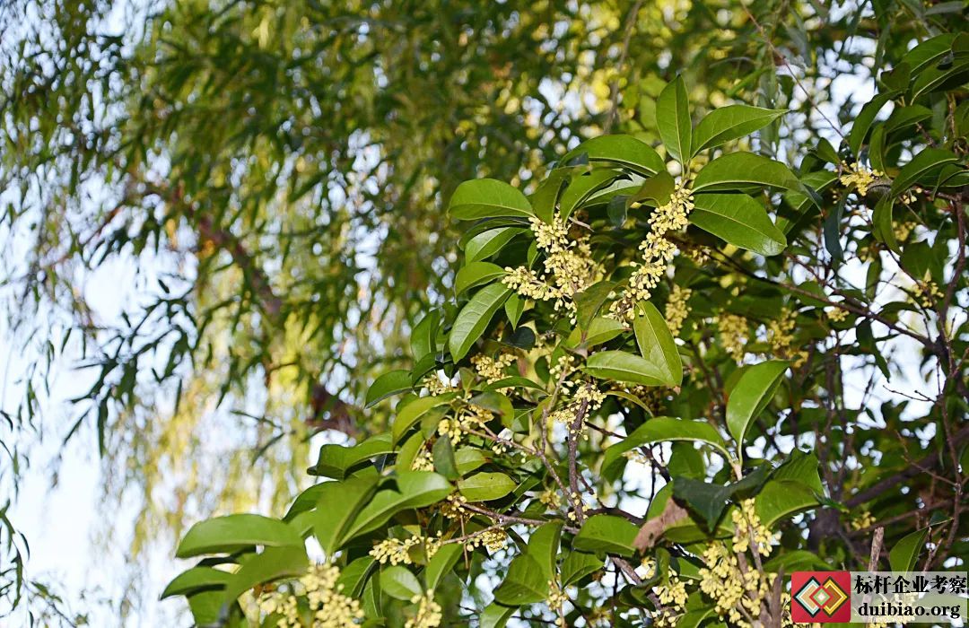海尔大学