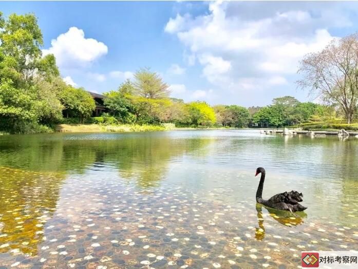 华为坂田基地天鹅湖
